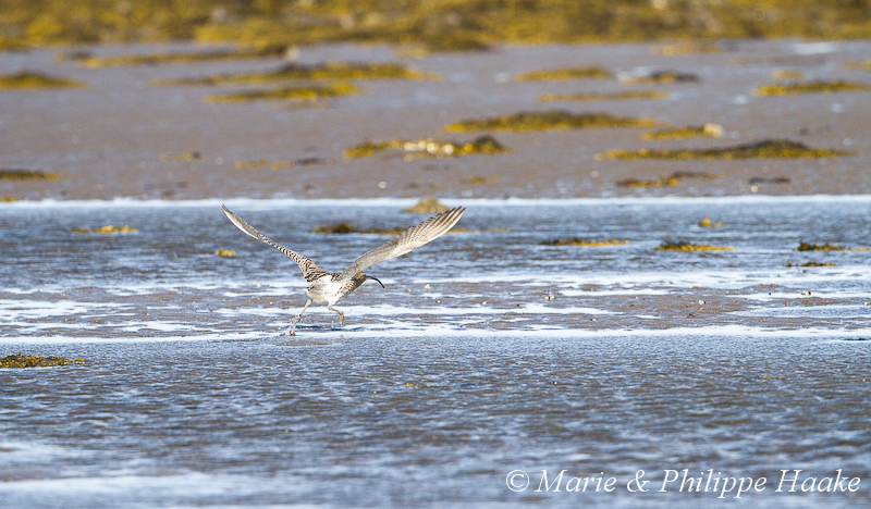 Courlis cendre 6487.jpg - Courlis cendré, Numenius arquata, Eurasian Curlew (Nesseby, Norvège, juin 2012)